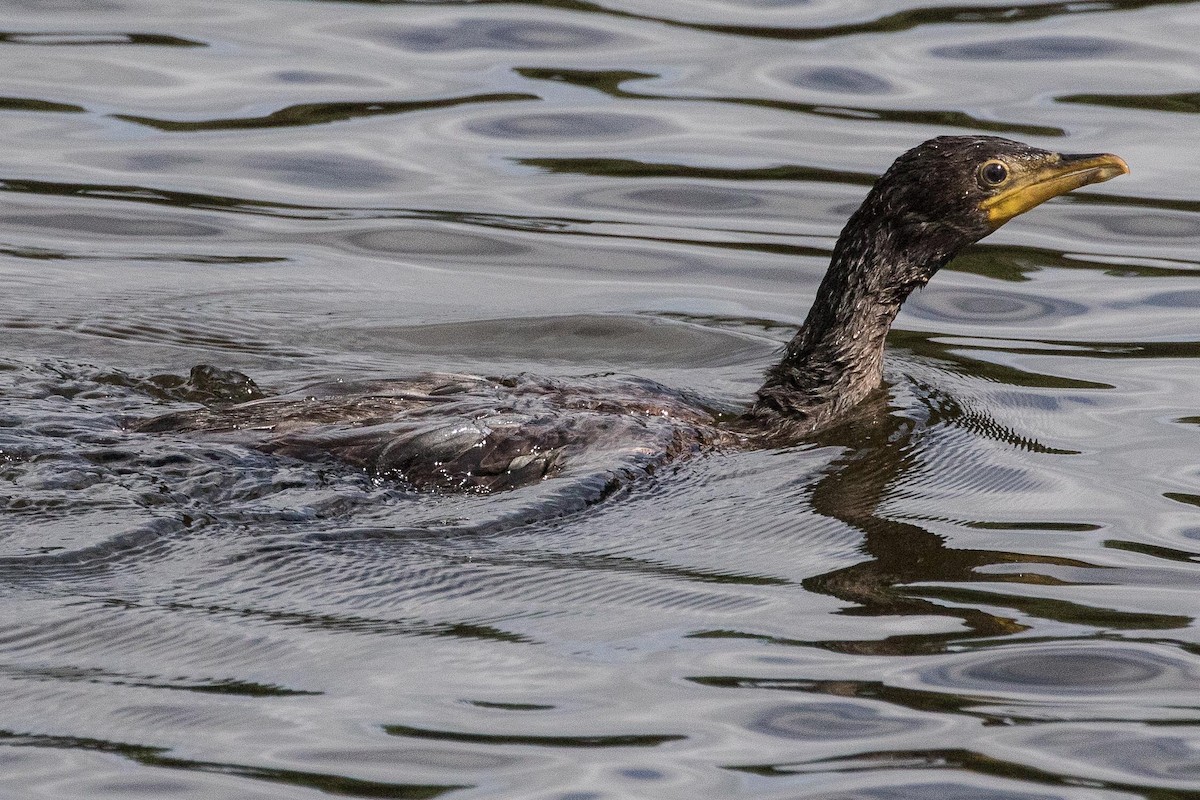 Little Pied Cormorant - Eric VanderWerf