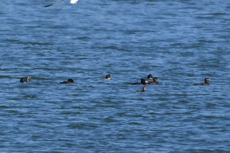 Surf Scoter - ML81113291