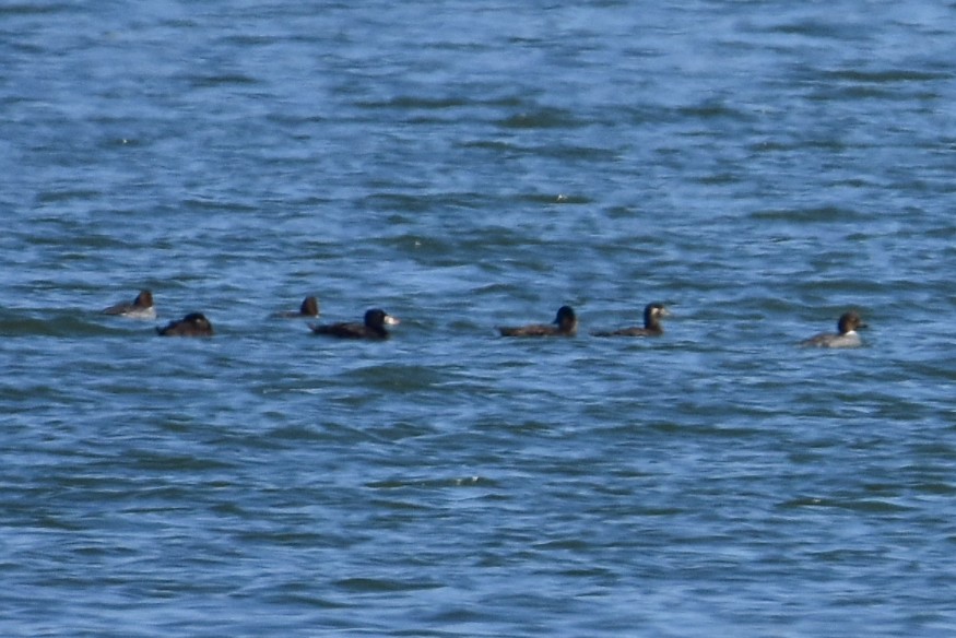 Surf Scoter - ML81113301