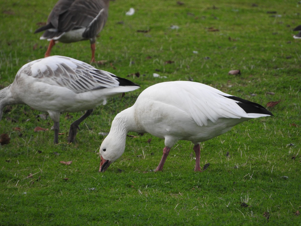 Snow Goose - ML81114181