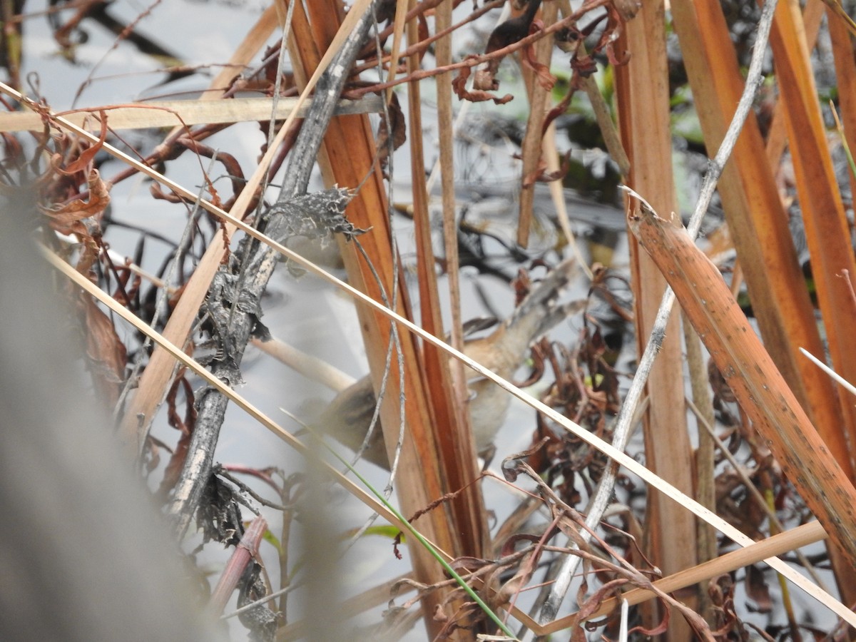 Marsh Wren - ML81114251