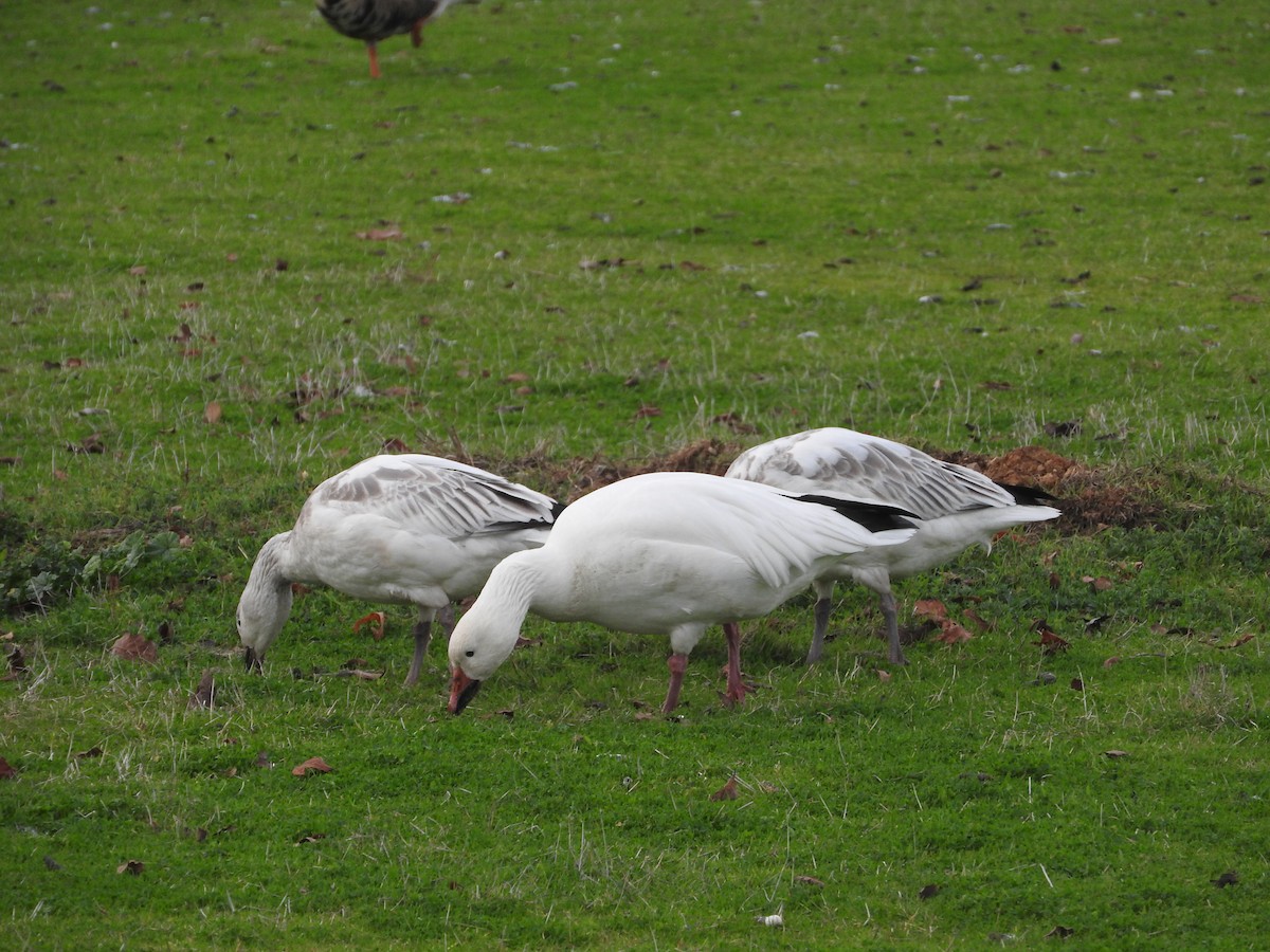 Snow Goose - Geoffrey Helmbold