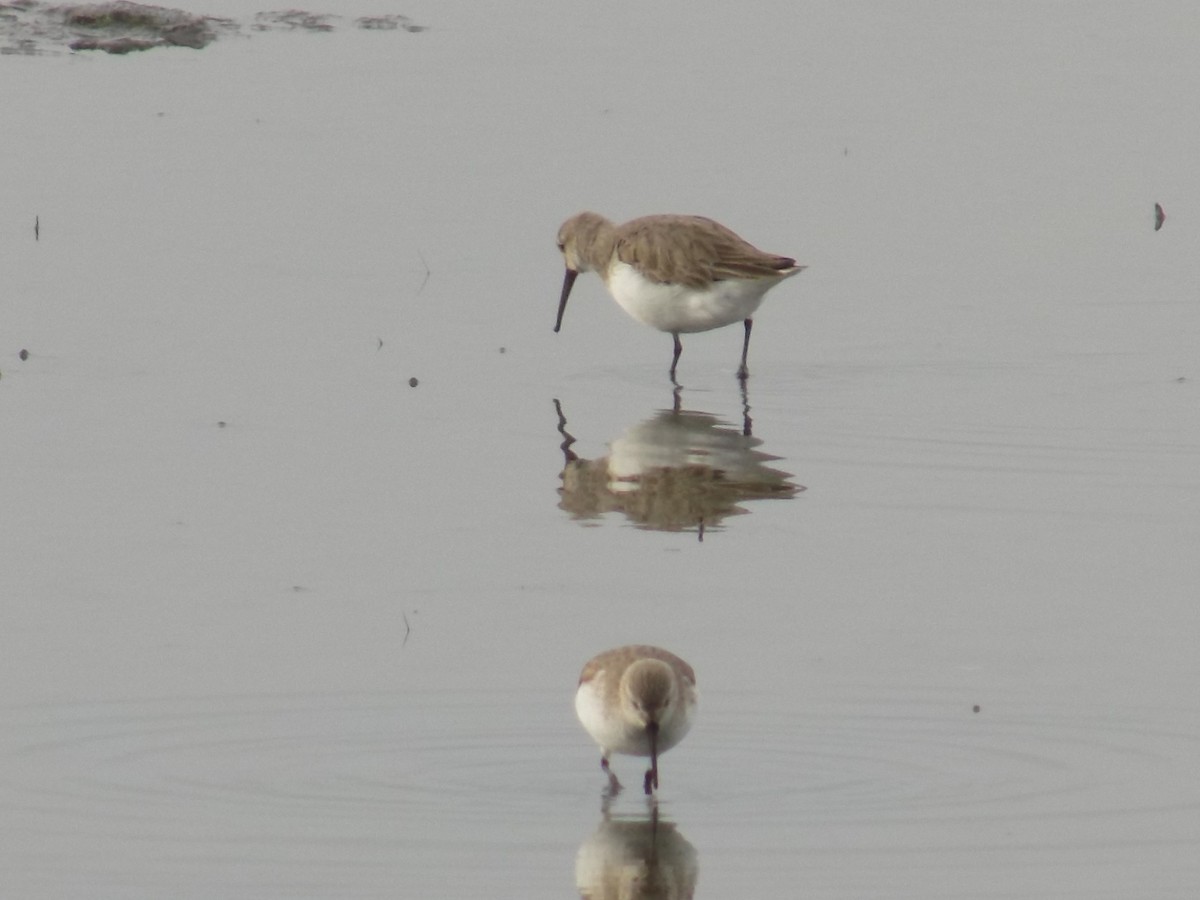 Dunlin - Scott Weaver