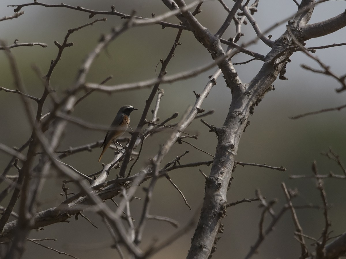 Common Redstart (Common) - ML81115231