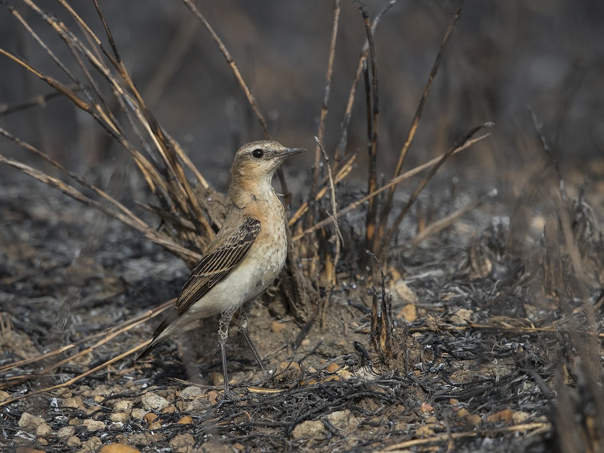 Northern Wheatear (Eurasian) - Niall D Perrins