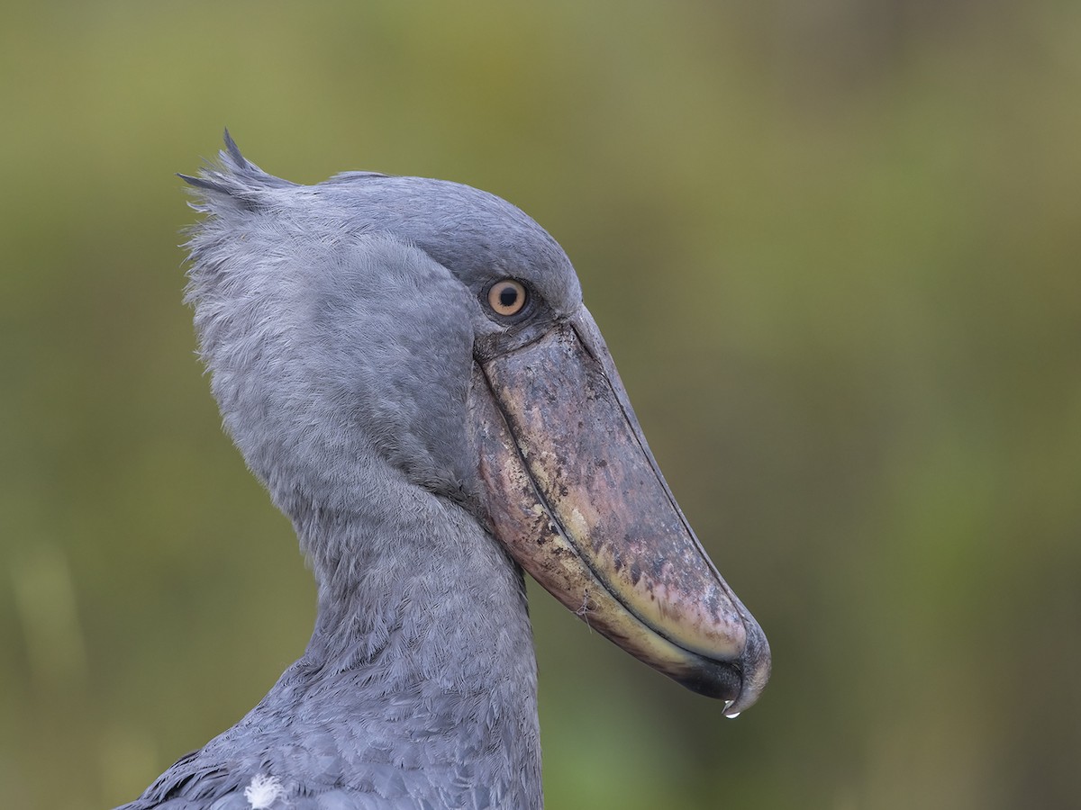 Shoebill - Niall D Perrins