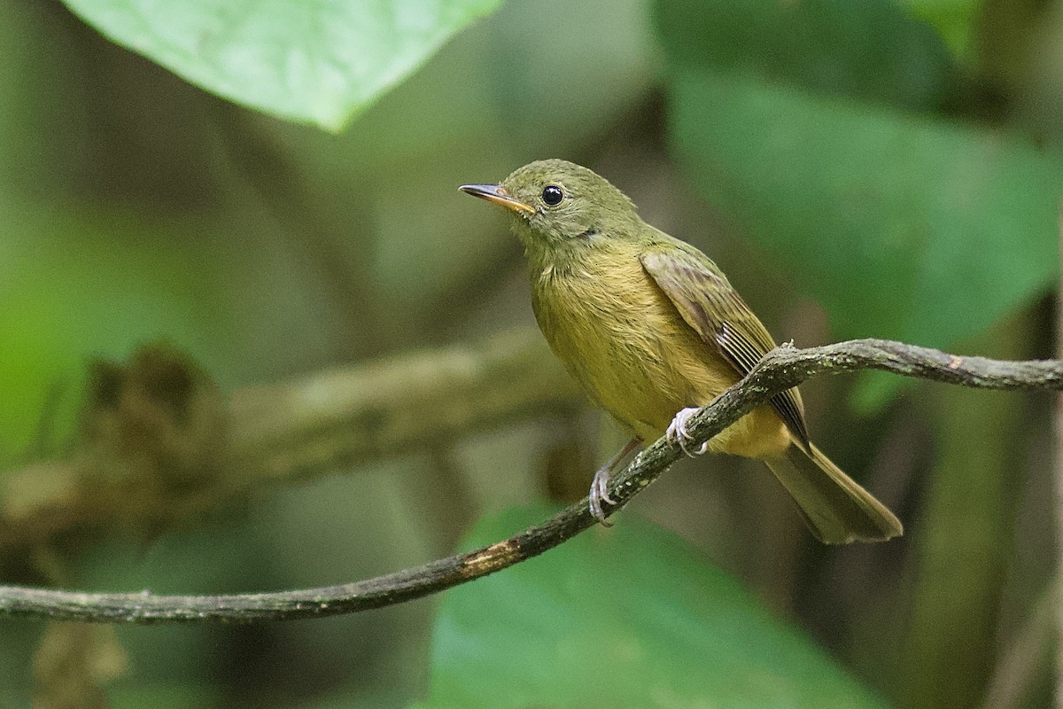 Ochre-bellied Flycatcher - ML81116611