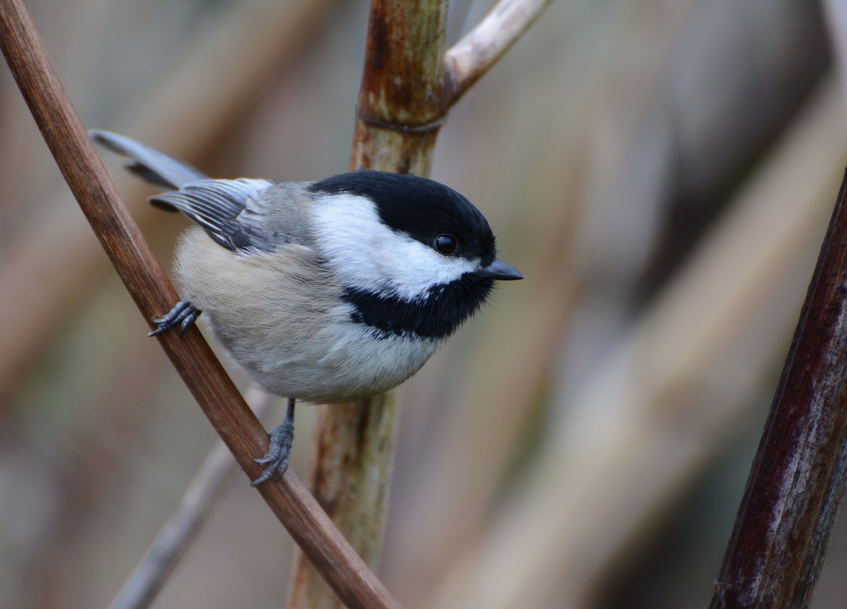 Black-capped Chickadee - ML81117431