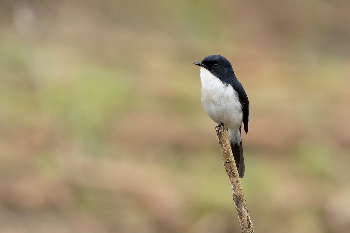 Jerdon's Bushchat - Ayuwat Jearwattanakanok