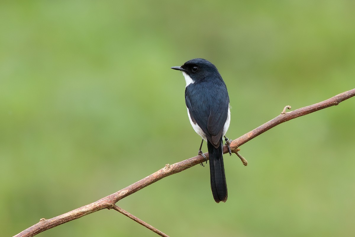 Jerdon's Bushchat - Ayuwat Jearwattanakanok