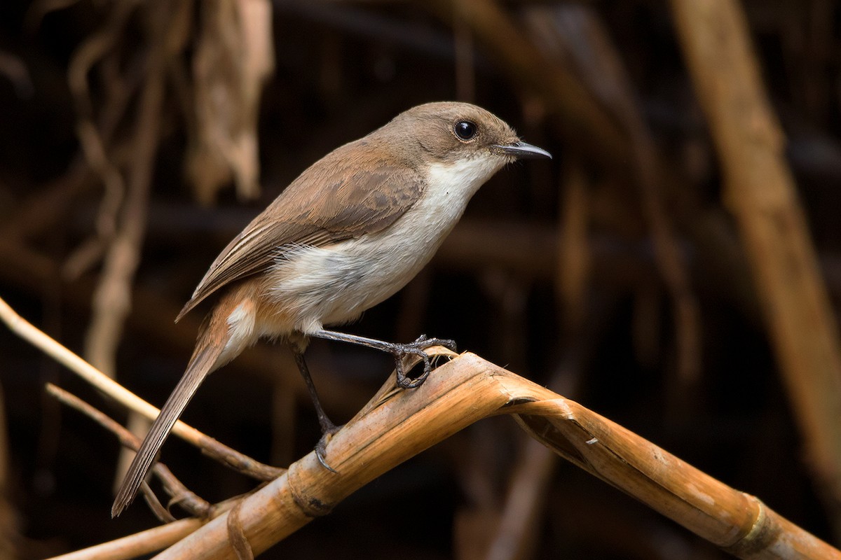 Jerdon's Bushchat - Ayuwat Jearwattanakanok