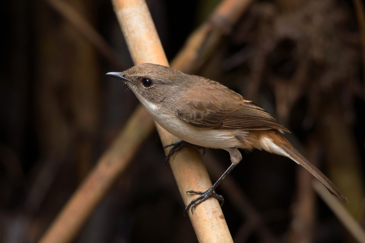 Jerdon's Bushchat - Ayuwat Jearwattanakanok