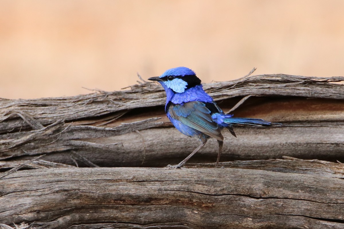 Splendid Fairywren - Indra Bone