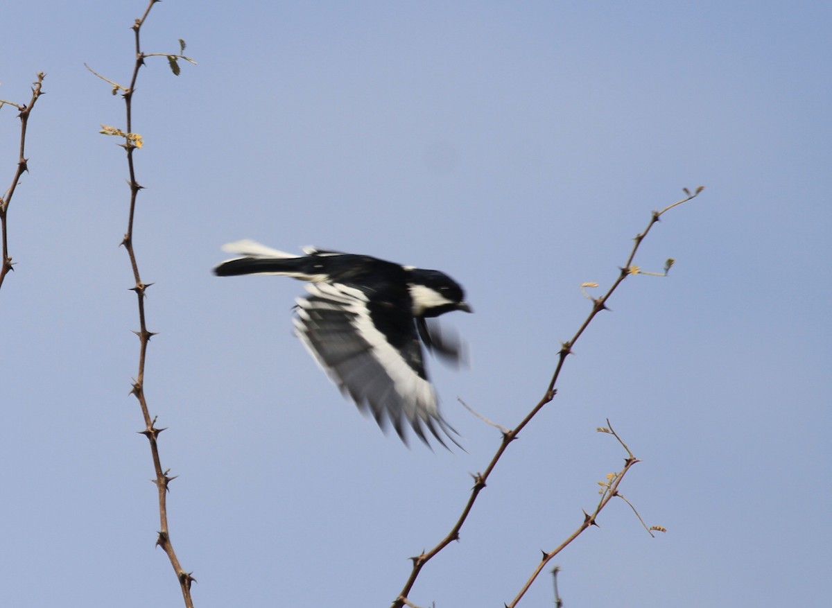 White-naped Tit - ML81118961