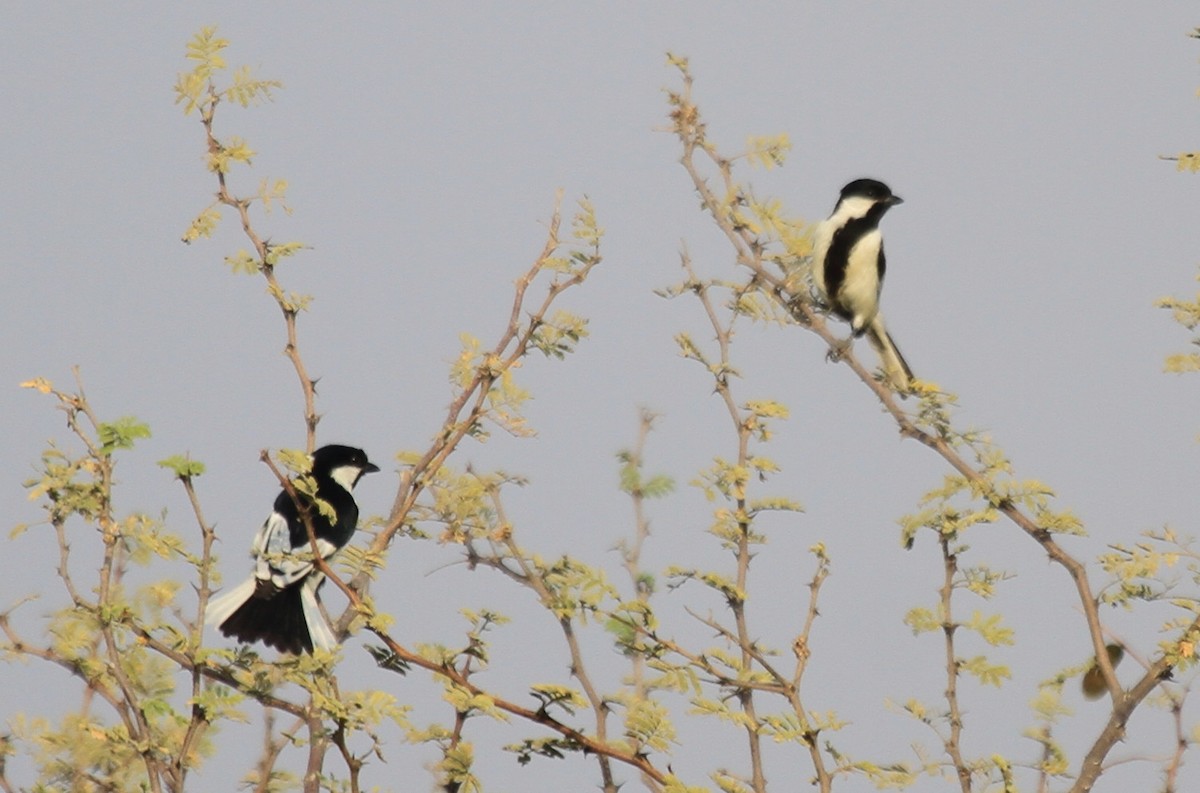 Mésange à ailes blanches - ML81118971