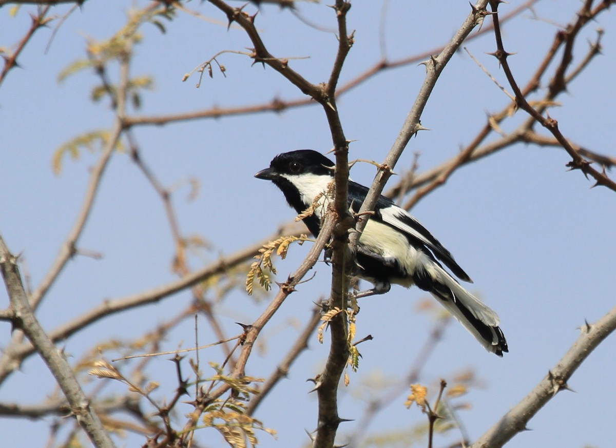 White-naped Tit - ML81118981