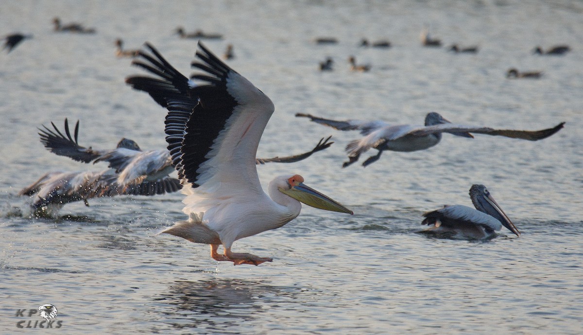 pelikán bílý - ML81119031