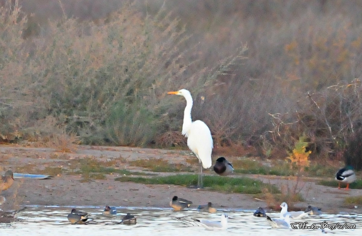 Great Egret - ML81119671