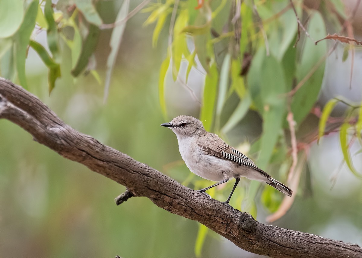 Western Gerygone - Julie Clark