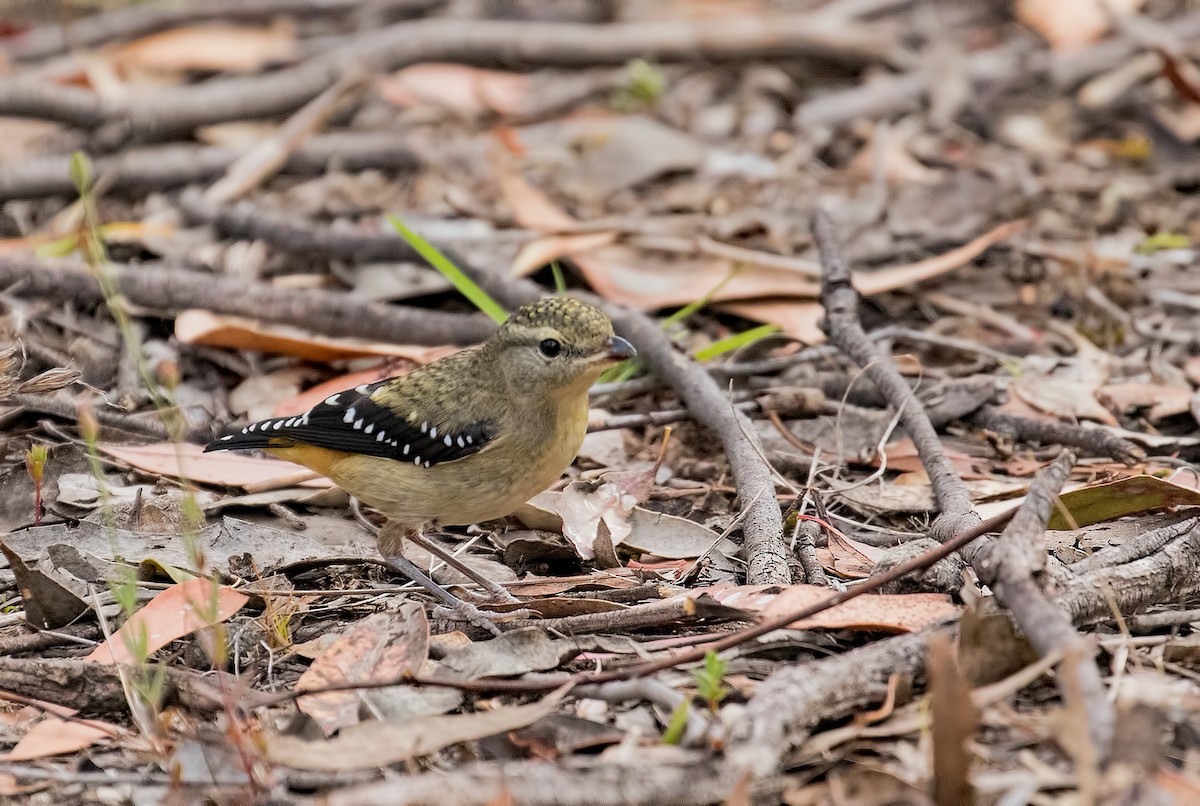 Pardalote Moteado - ML81122201