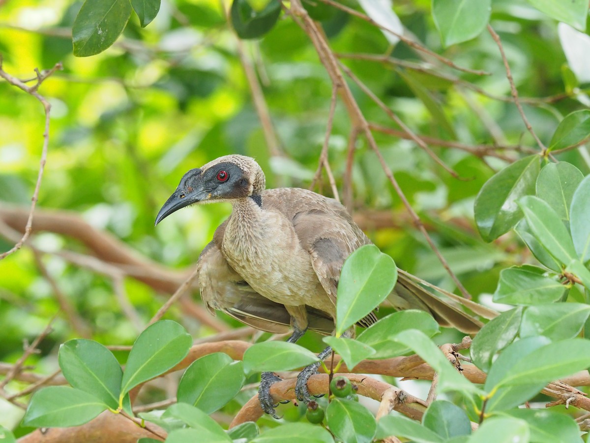 Helmeted Friarbird - Len and Chris Ezzy