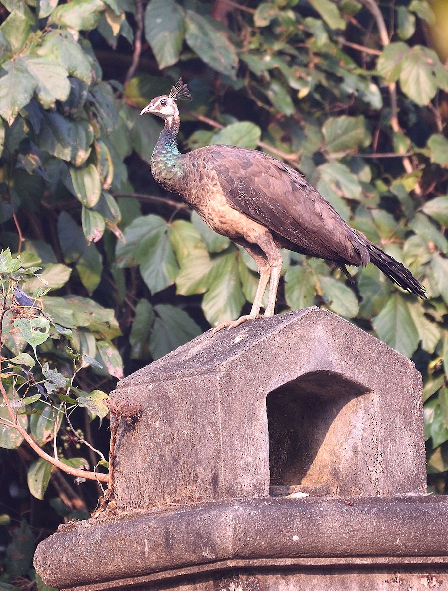 Indian Peafowl - ML81123331
