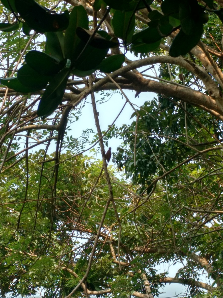 Rufous Woodpecker - ML81123351