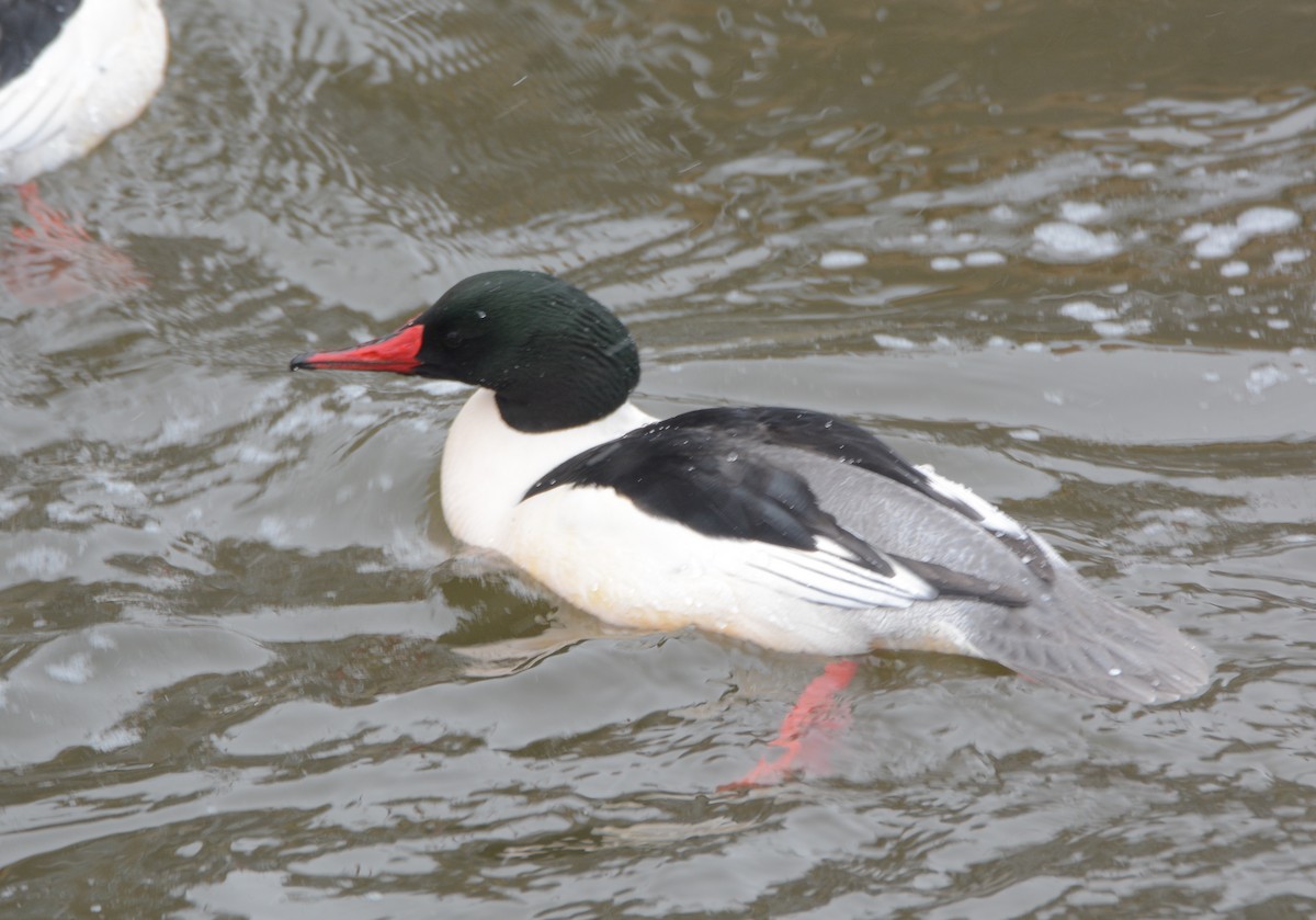 Common Merganser - ML81123901