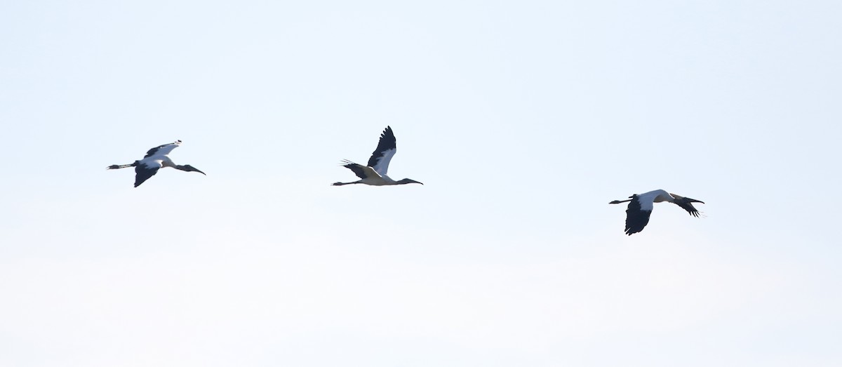 Wood Stork - ML81124191