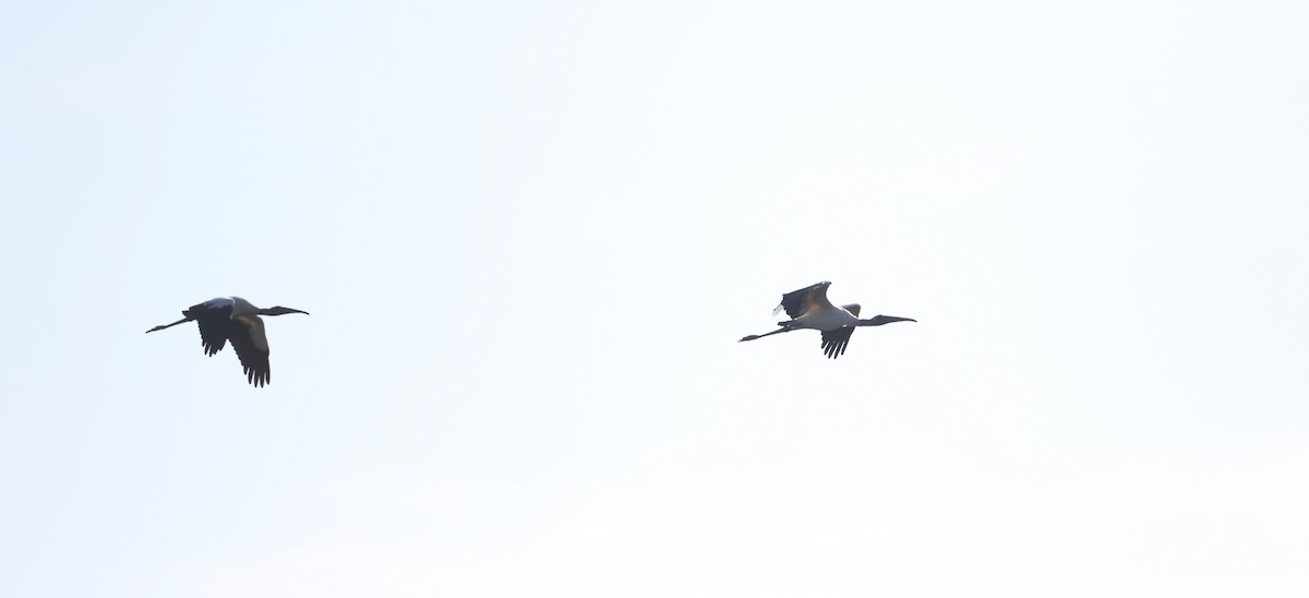 Wood Stork - ML81124211