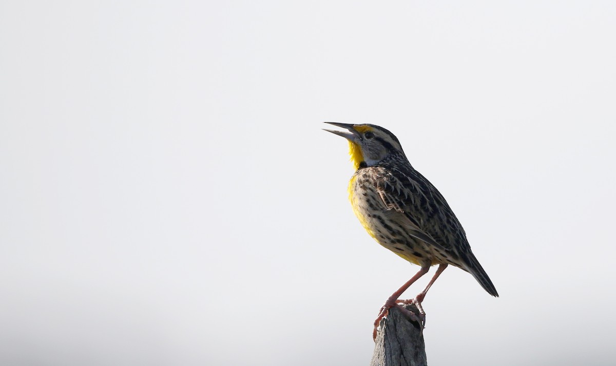 Eastern Meadowlark (Eastern) - ML81124511