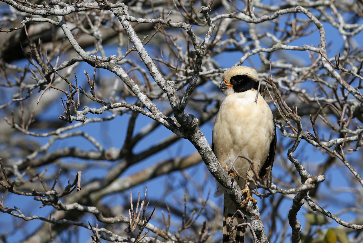 Laughing Falcon - ML81125221