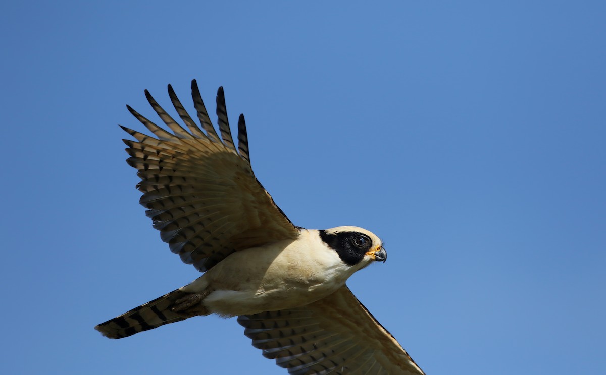 Laughing Falcon - ML81125251