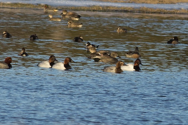 Canvasback - Martin Wall