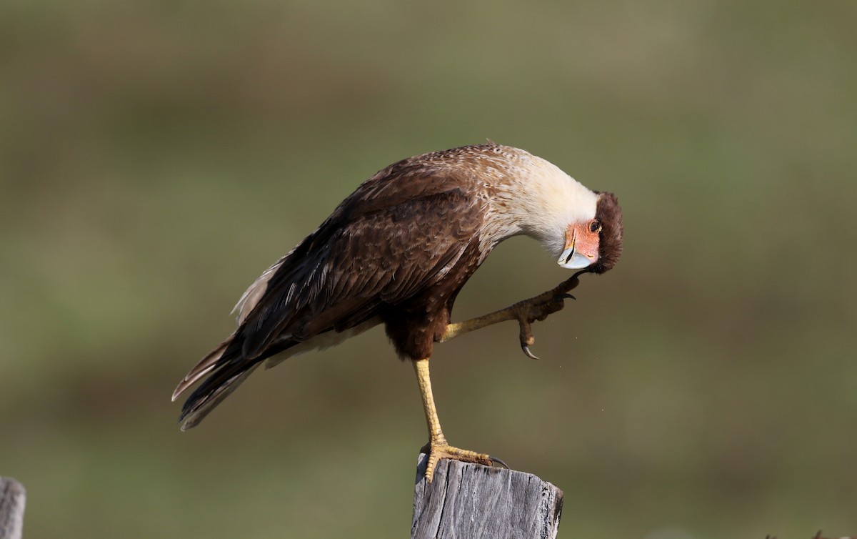 Caracara huppé (cheriway) - ML81125471