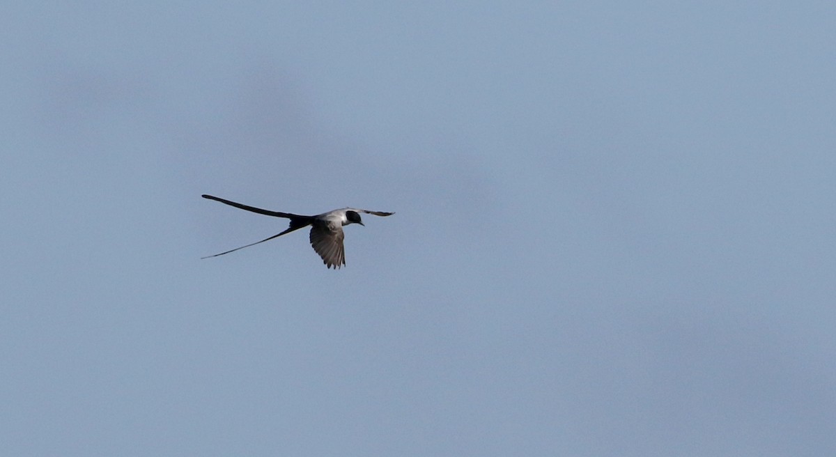 Fork-tailed Flycatcher (monachus) - ML81125571