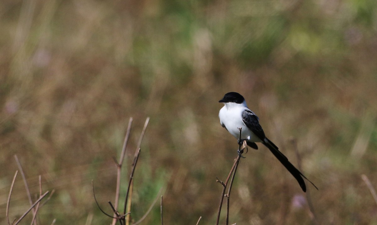 Fork-tailed Flycatcher (monachus) - ML81125641