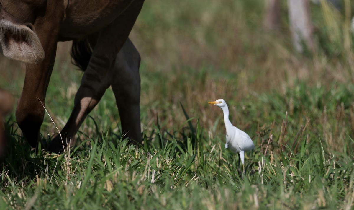 Western Cattle Egret - Jay McGowan