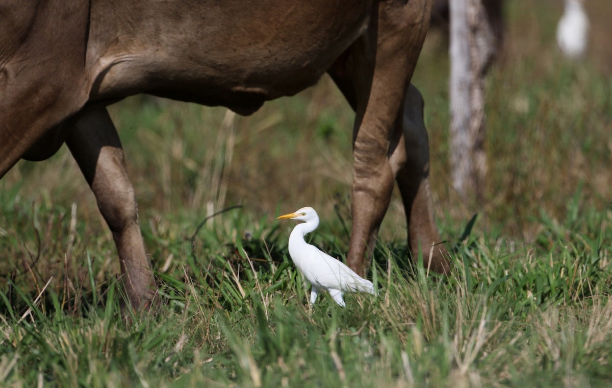 Western Cattle Egret - ML81126031