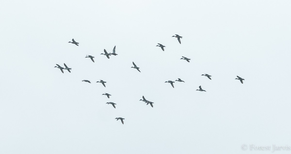 Northern Pintail - Forest Botial-Jarvis