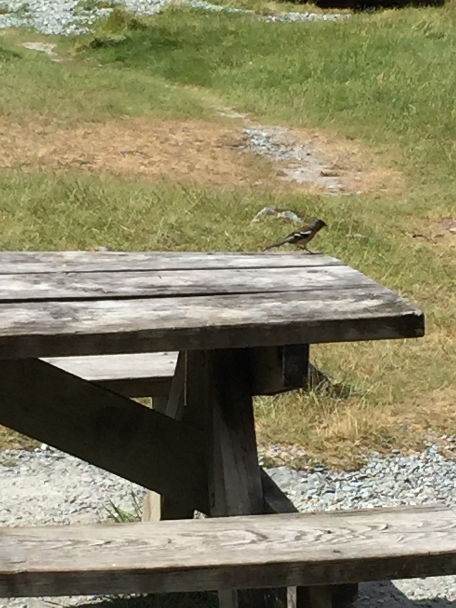 Common Chaffinch - ML81126781