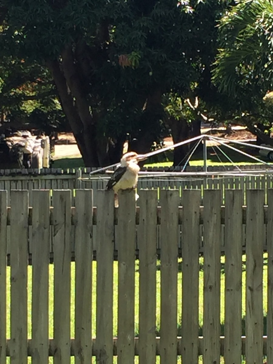 Laughing Kookaburra - Kyle Peczynski