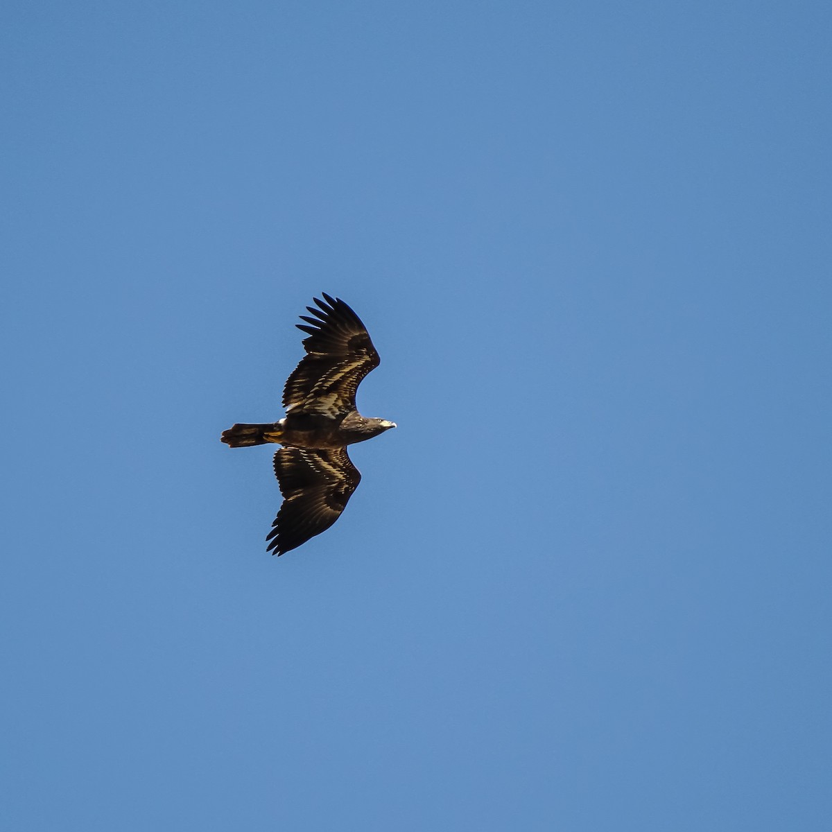 Bald Eagle - ML81128481