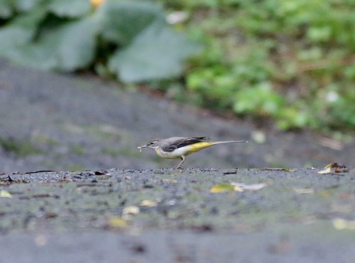 Gray Wagtail - ML81128761