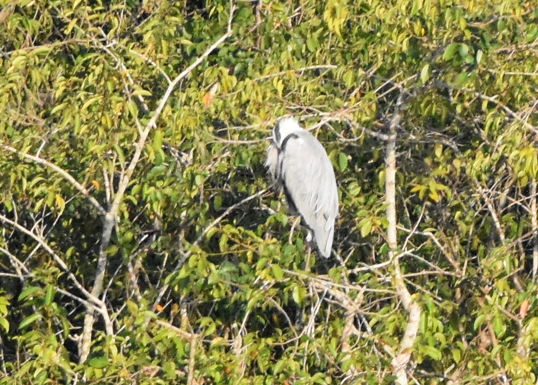 Gray Heron - HARISH K