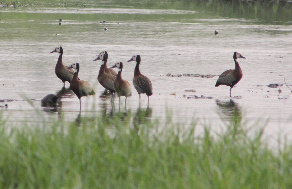 White-faced Whistling-Duck - John Koon