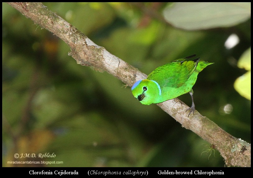 Golden-browed Chlorophonia - ML81132391