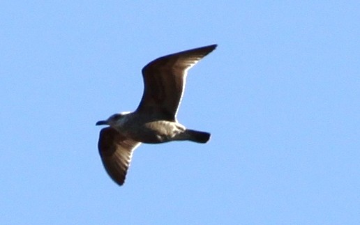 Herring Gull - ML81133691