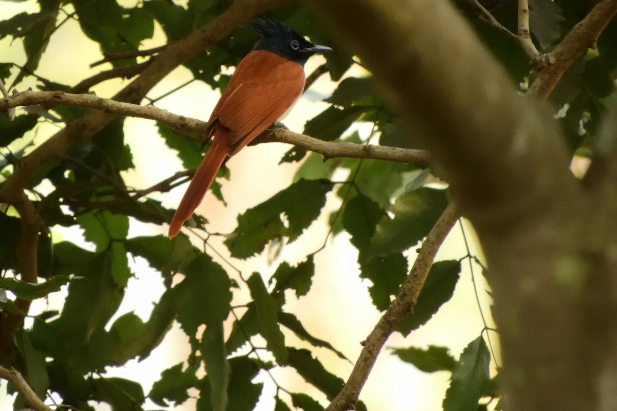 Indian Paradise-Flycatcher - Vineeth Kartha