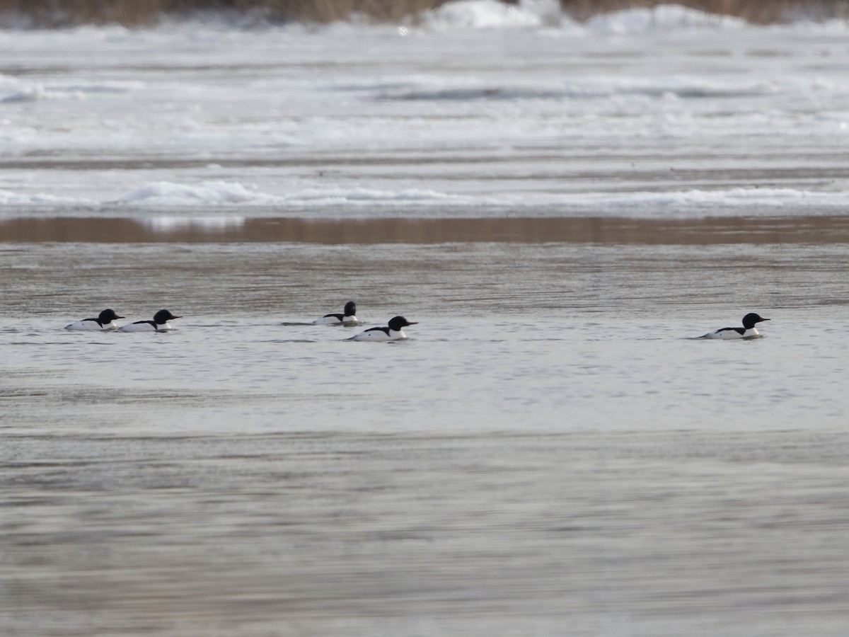 Common Merganser - ML81135061